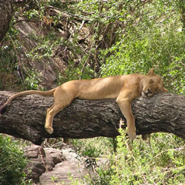 3days /2 Nights Manyara,Ngorongoro & Tarangire