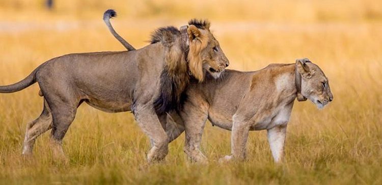 9 Days/8 Nights. Arusha Park / Tarangire / Serengeti / Ngorongoro / Lake Eyasi & Manyara