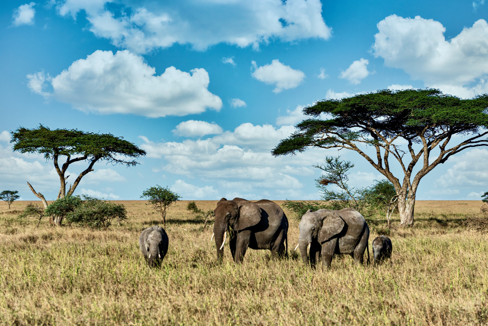 5 Days/4 Nigths Arusha Park/ Manyara/Ngorongoro & Tarangire.