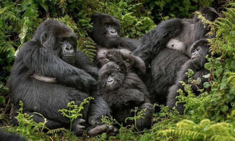 5 Days Bwindi & Queen Elizabeth Safari