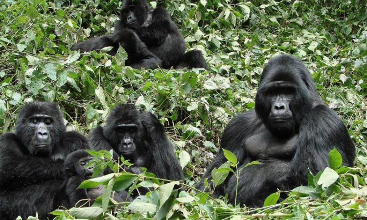 5 Days Mountain Gorilla Safari