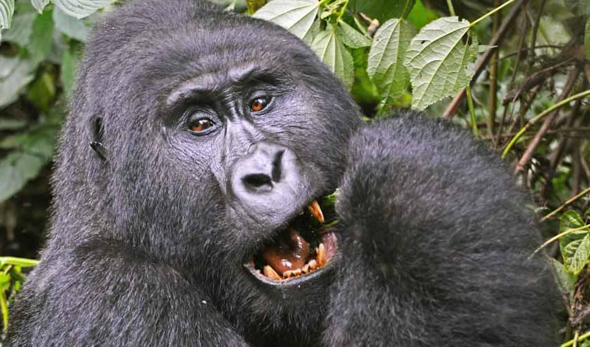 3 Days Exciting Gorilla Encounter