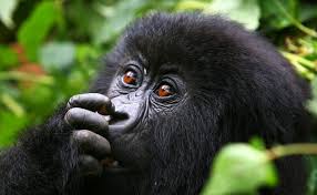 9 Days Gorilla Trekking