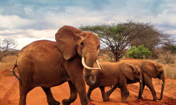 4 Days Tsavo East/Tsavo West /Amboseli