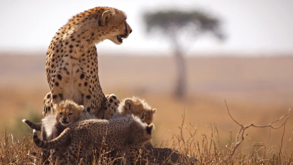 9 Day Classic Kenya Safari